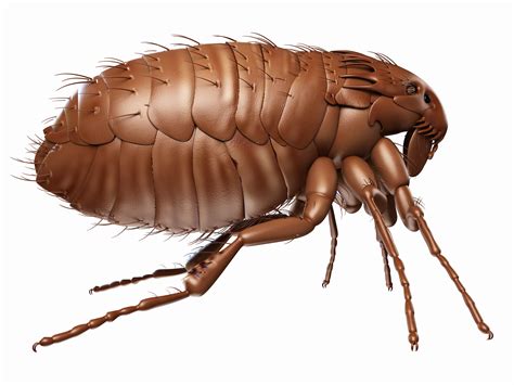 Have You Checked for Flea Infestation in Your Potential New Home?