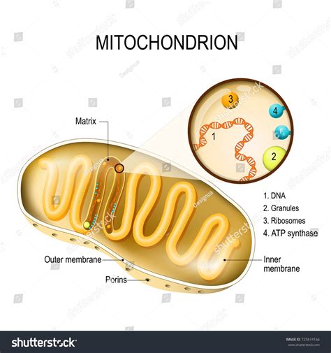 97 Intracellular Matrix Images, Stock Photos & Vectors | Shutterstock