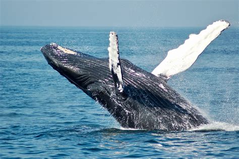 Looking To Go Whale Watching In The Boston Harbor Here S How The