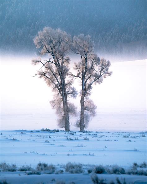 Crystalized Cottonwoods At Dawn In Lamar Valley Fog Left Flickr