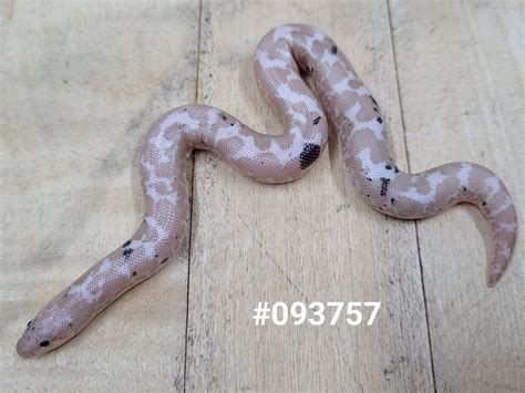 Snow Paradox Kenyan Sand Boa By Blackheart Reptiles Morphmarket