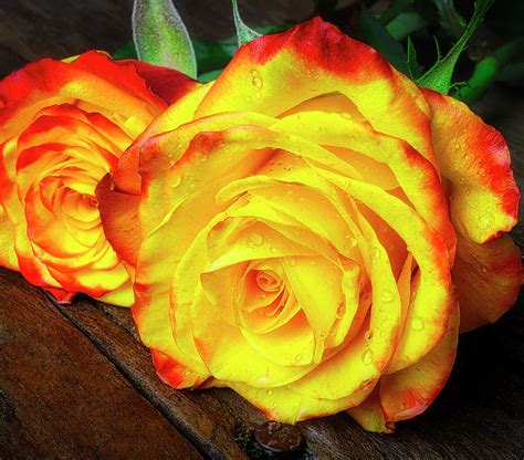 Two Gorgeous Yellow Red Roses Photograph By Garry Gay Pixels