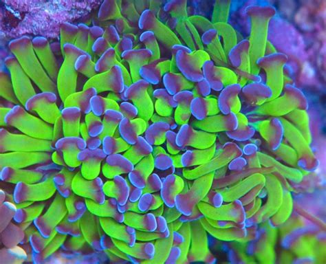 Mixed Reef Aquarium Frag Box Corals