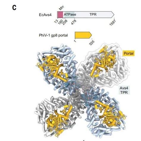 Science：科学家发现细菌新型抗病毒系统，将病原体特异性识别模式扩展到所有生命avs研究蛋白