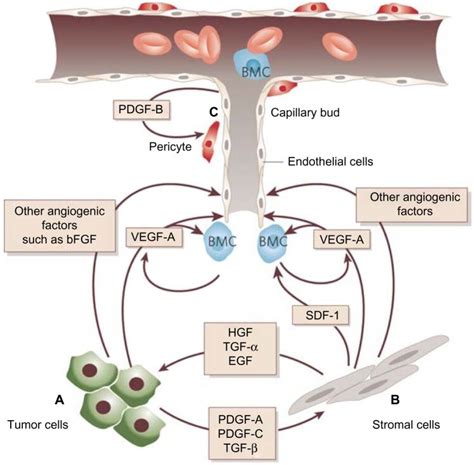 Angiogenesis Cancer Cells