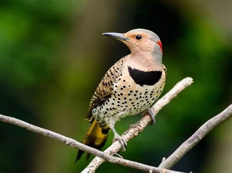 Woodpeckers In Montana Birdwatching Central