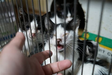 石狩33頭多頭飼育崩壊発生 保護にご協力お願いします。【動画有り】 札幌市・猫の保護団体「nyapancatrescue」