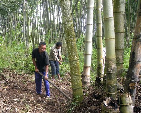 How To Grow A Bamboo Industry