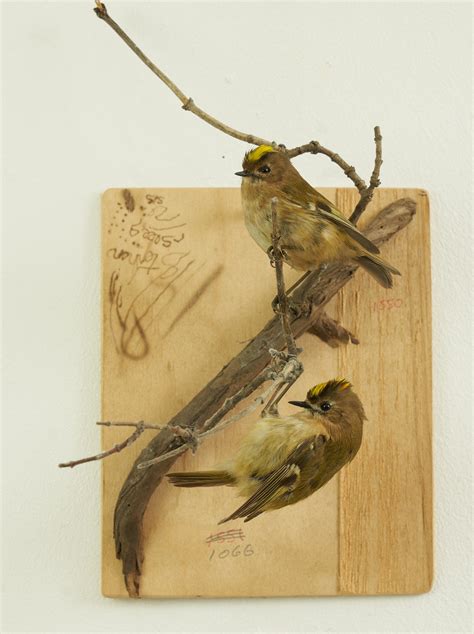 Goldcrests UK Bird Small Mammal Taxidermist Mike Gadd