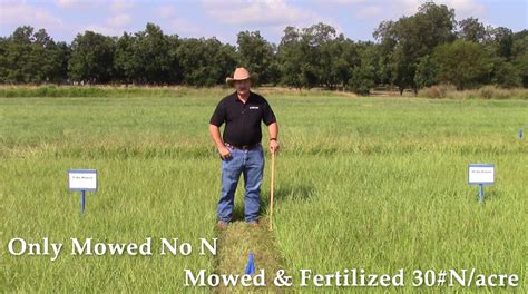 Friday Feature Improving Mature Bahiagrass Quality With Nitrogen