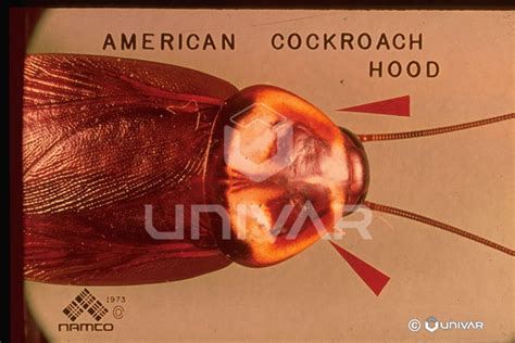 Cockroaches Central Exterminating Co