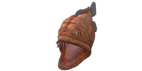 Angler Fish Isolated On A Transparent Background 30723772 Png