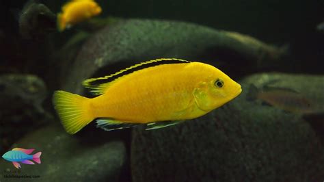 Labidochromis Caeruleus Aka Yellow Lab Or Electric