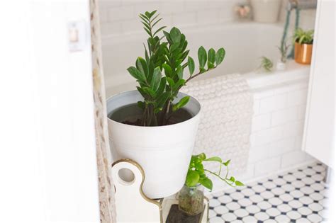 Shower Plants That Want To Live In Your Bathroom