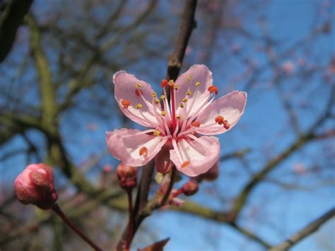 Prunus Domestica Tree Blossom - Free photo on Pixabay - Pixabay