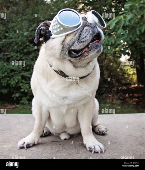 Portrait pug dog wearing glasses hi-res stock photography and images ...