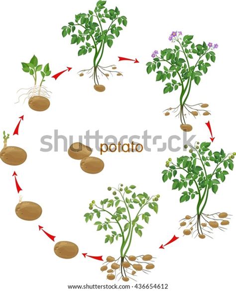 Potato Plant Growth Cycle Stock Vector (Royalty Free) 436654612