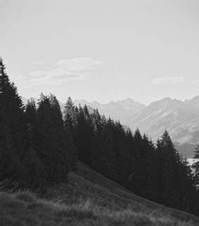 Black And White Forest And Naked Image On Favim