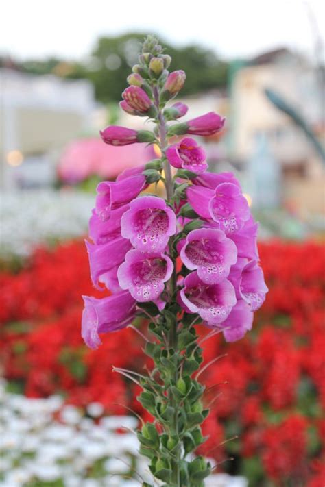 Free Images Blossom Flower Purple Petal Bloom Botany Garden