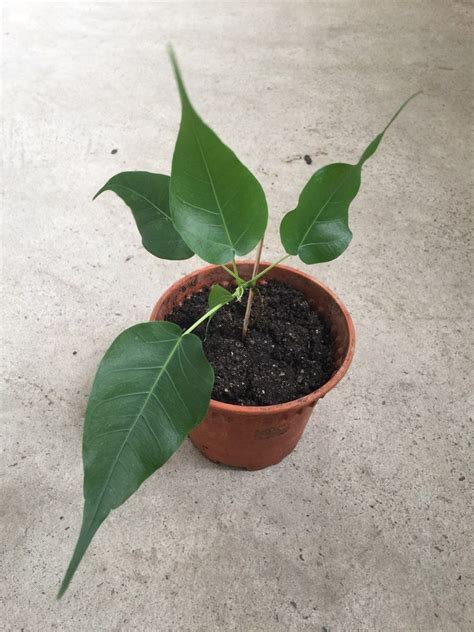 bodhi plant wild furniture home living gardening plants seeds