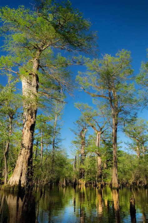 Scientists Discover Tree Older Than Christianity In North Carolina Swamp