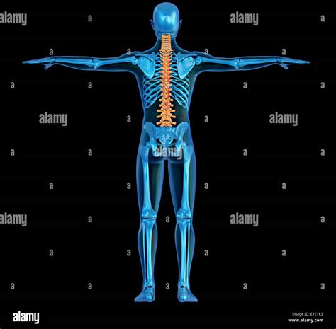 Back View X Ray Of A Human Body And Skeleton With Highlighted Spine