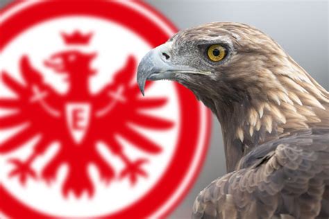 SGE Adler Muss Zu Hause Bleiben Eintracht Maskottchen Attila Darf