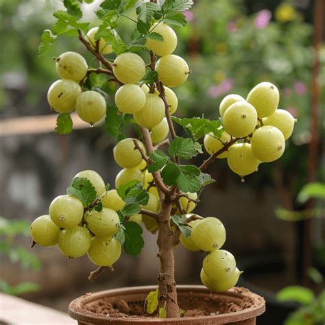 Indian Gooseberry Amla Benefits And How To Grow It At Home Plants Life