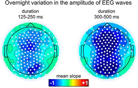 Regional Delta Waves In Human Rapid Eye Movement Sleep Journal Of