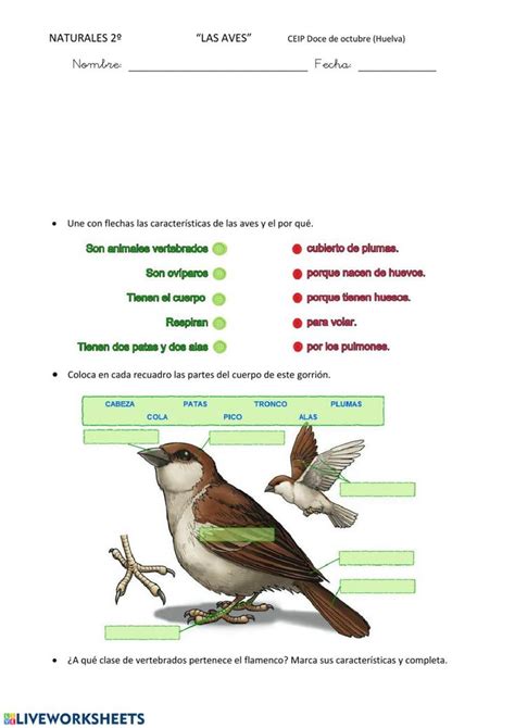 Las Aves Worksheet Aves Ciencias De La Naturaleza Vertebrados