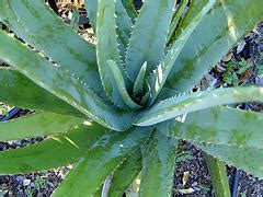 2 Libros Sobre Las Propiedades Curativas Del Aloe Vera Buena Salud