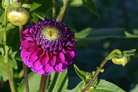 What Flowers To Plant In Late Summer at Merrill Lavallee blog