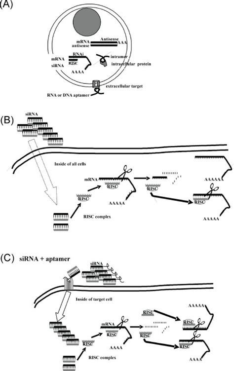 Delivery Systems For In Vivo Use Of Nucleic Acid Drugs R R Resende