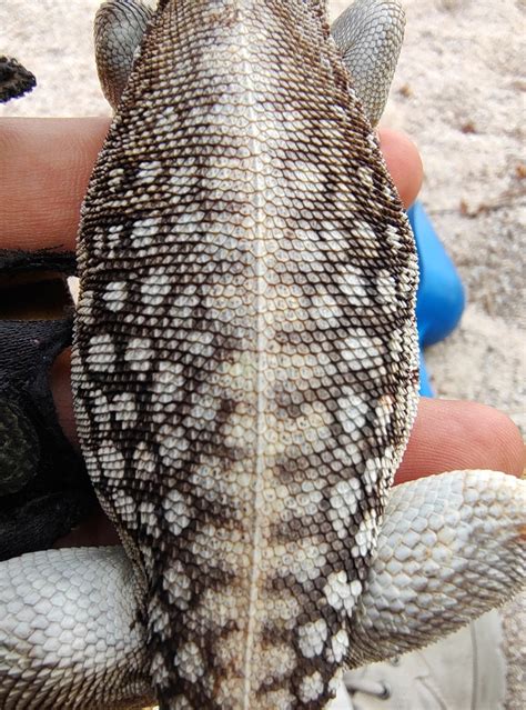 Desert Iguana From La Paz Mx Bs Mx On July At Am By