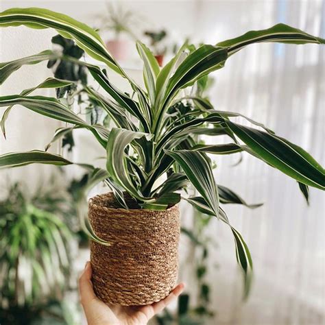 Úsalo en tus plantas y crecerán más rápido Fertilizante casero