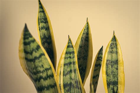 Hoy Os Vamos A Hablar Un Poco Sobre La Sansevieria Laurentii O