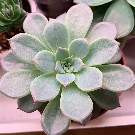 Echeveria Laulensis