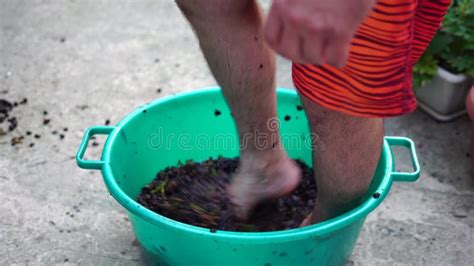 Grape Treading Or Grape Stomping In Traditional Winemaking Senior