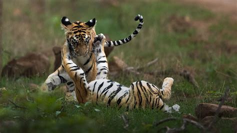 Book your seat for Photography Workshop, Tadoba Tiger Reserve