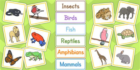 Animal Groups Sorting Cards - animal, groups, sorting, cards