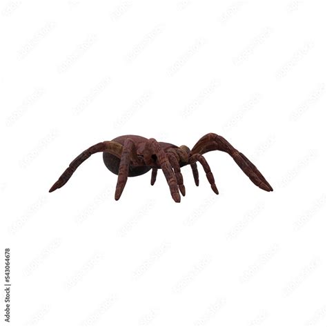 Goliath Birdeater Tarantula on white background Theraphosa blondi Stock ...