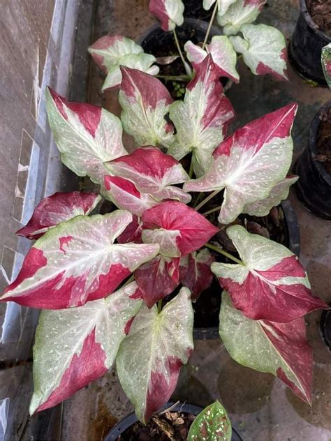 Some Red And White Leaves Are Growing In Pots