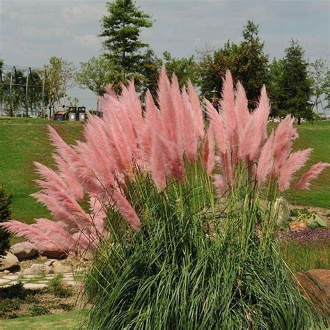 Egrow Pcs Pampas Grass Seed Potted Purple Pampas Grass Garden