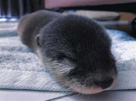 Interesting Facts and Adorable Photos of Baby otters that will Melt your Heart