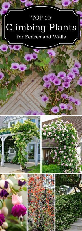 Top 10 Beautiful Climbing Plants For Fences And Walls Garden Vines