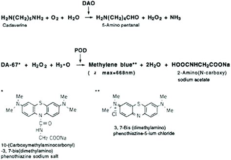 The Principle Of The Assay Method Of Diamine Oxidase DAO Activity