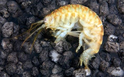 Killer Shrimp Profile And Resources Invasive Species Centre