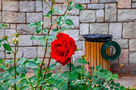 Premium Photo Red Rose On The Wall