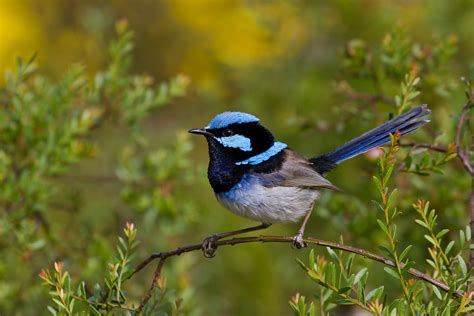 Superb Fairy Wren Malurus Cyaneus The Male Of The Pair R Flickr