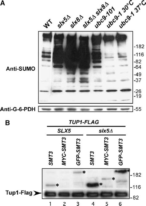 Slx And Slx Deletion Mutations Affect Sumo Modification A Crude